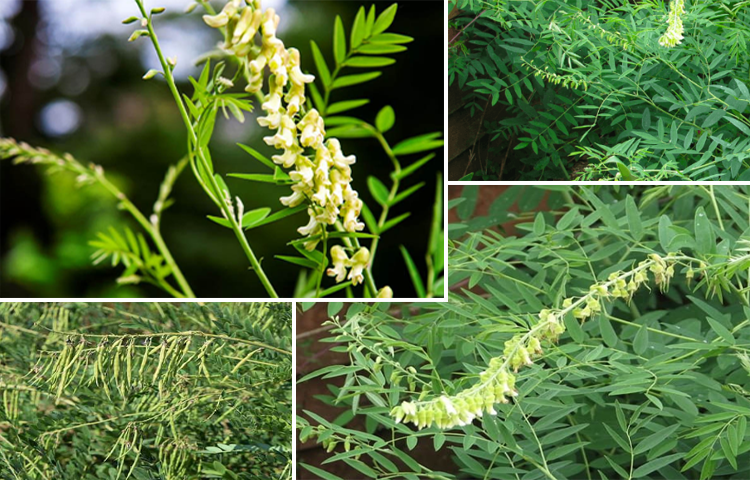 Khổ sâm (Sophora flavescens Aiton)